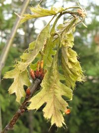 Przemarznite licie dbu czerwonego